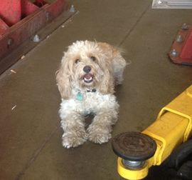 shop-dog.jpg