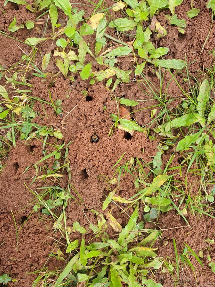 wild bee nest
