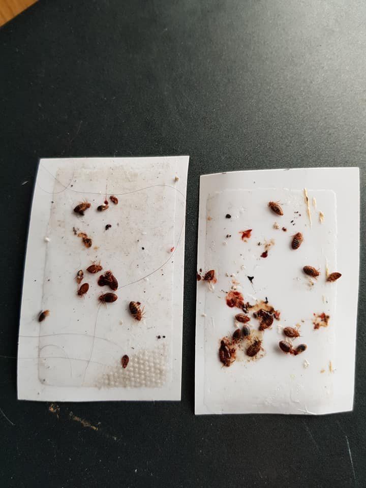 fly paper covered in dead flies