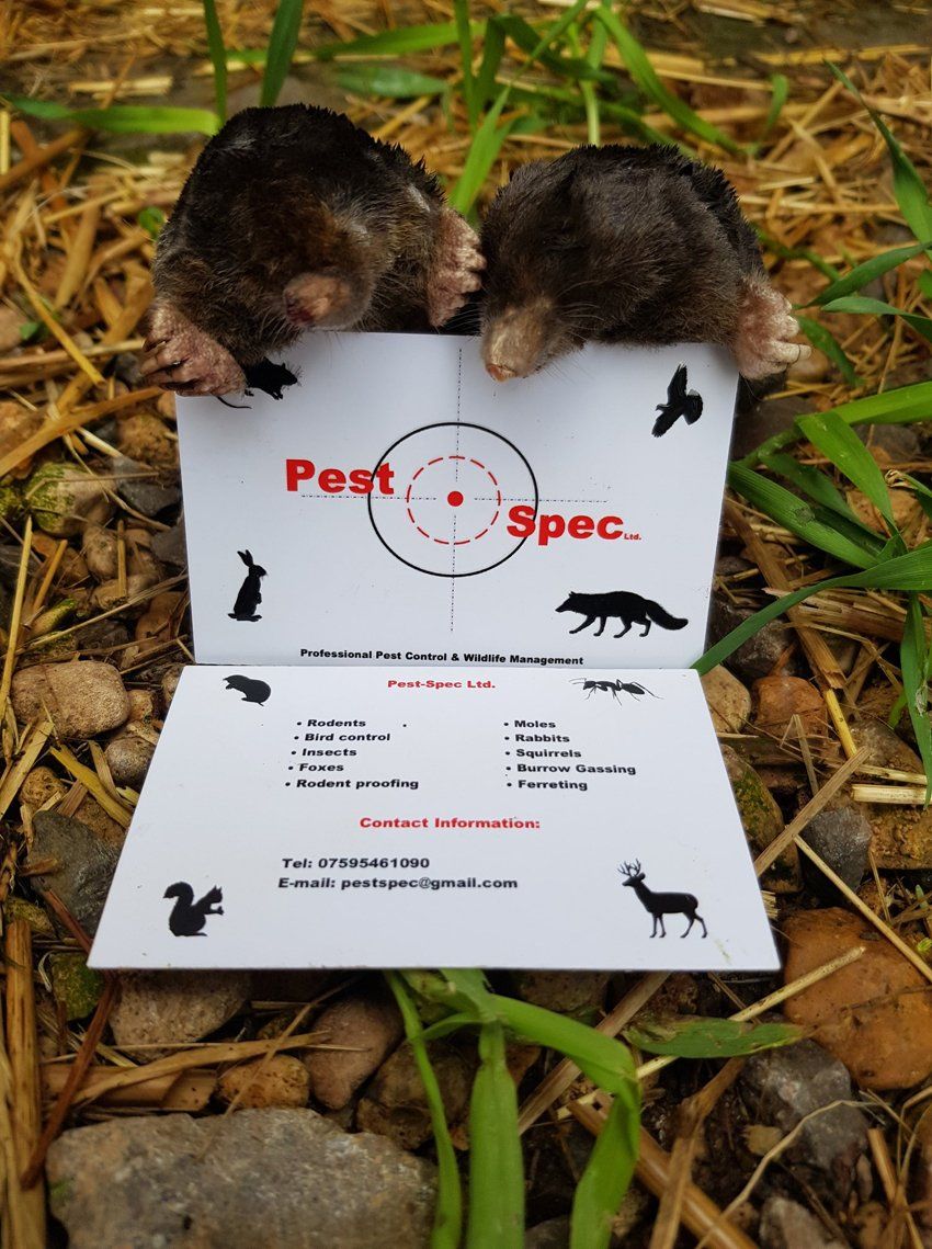 two mole looking at a business car