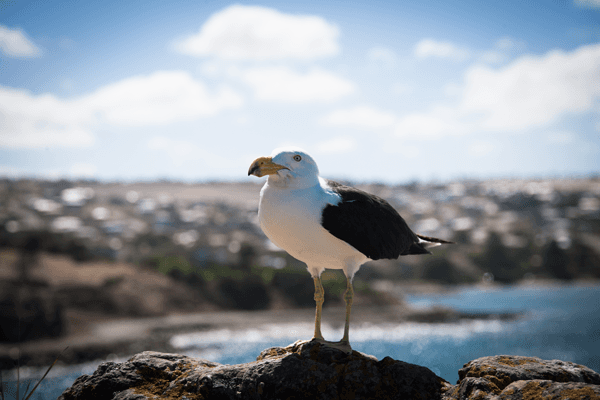 bird