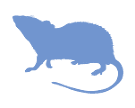 Rat icon