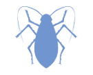 Insect icon