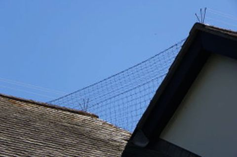 Nestling birds