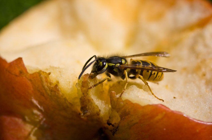 Bees