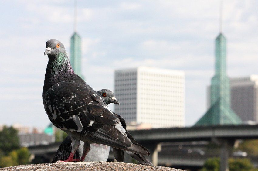 Pigeons