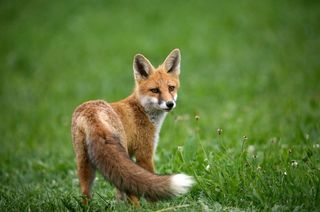 Mammals