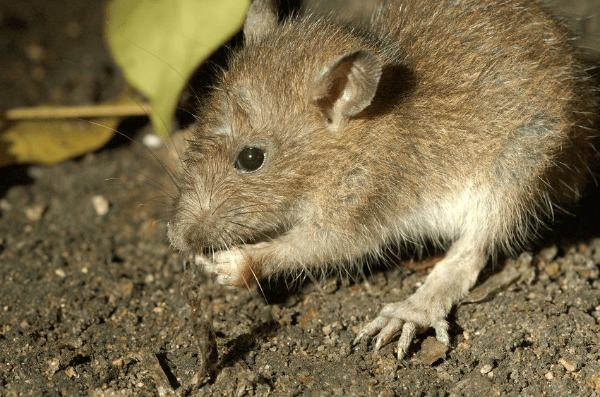 Pest control