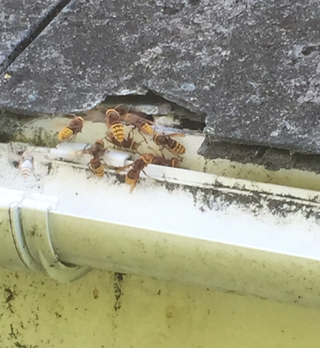 Bees