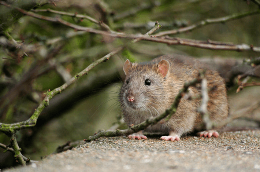 Rodent
