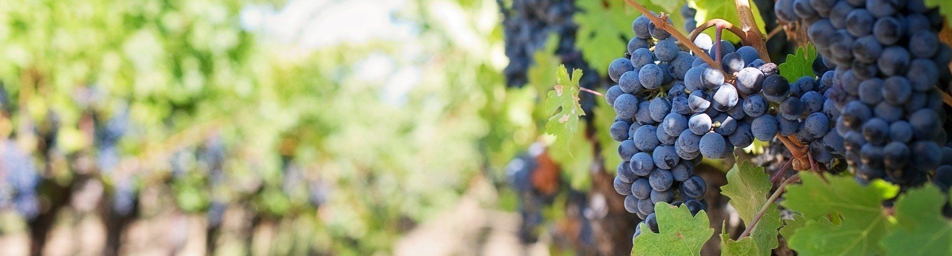 A bunch of grapes hanging from a vine in a vineyard.