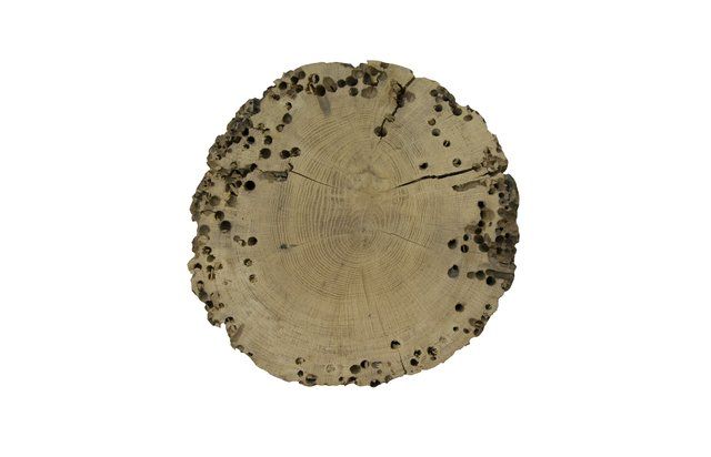 Sezione trasversale di un tronco di legno chiaro, caratterizzato da numerosi piccoli fori circolari scuri lungo il bordo.