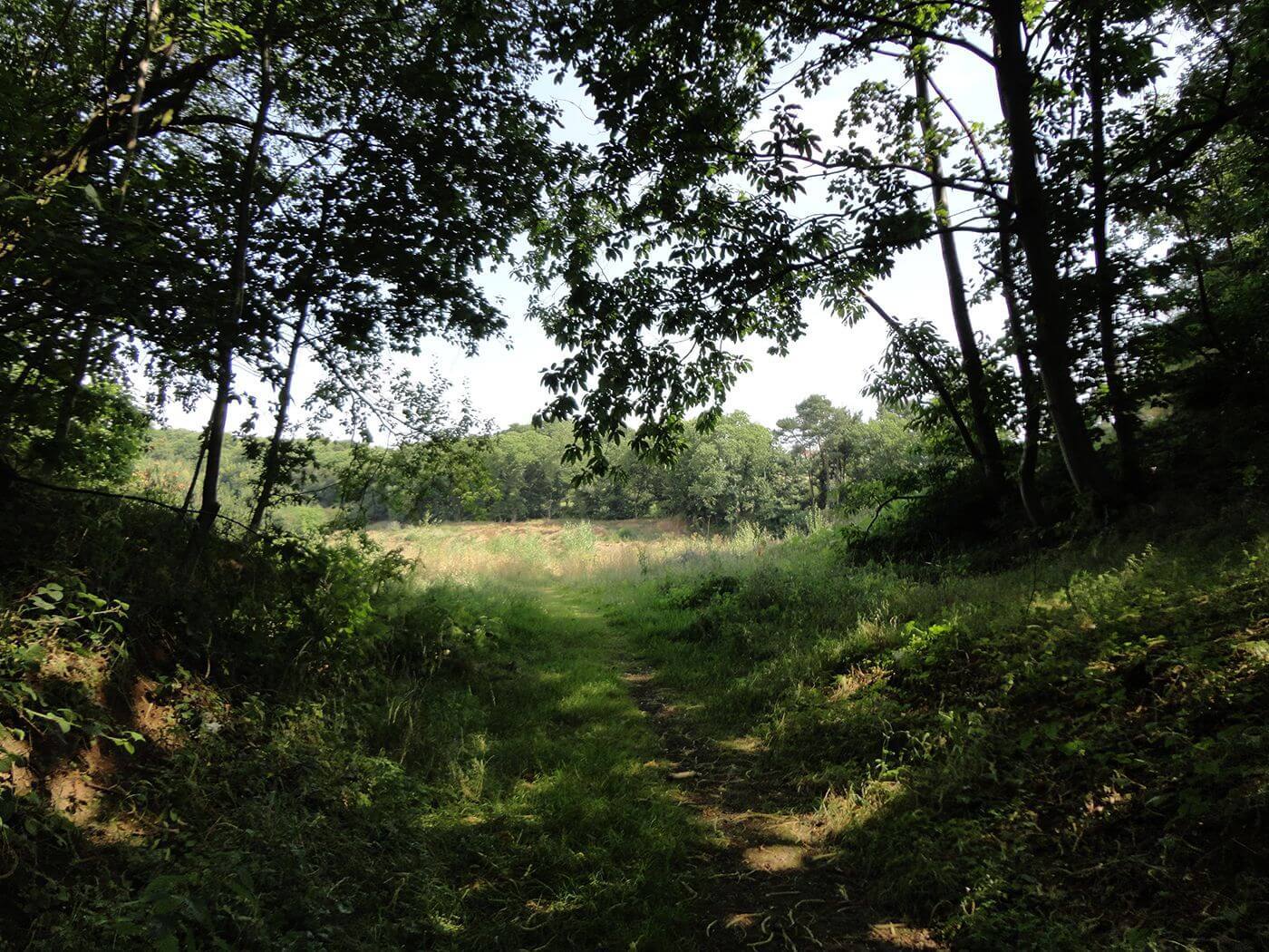 Clophill forest