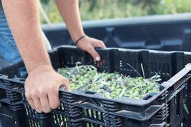 Una cassa di olive