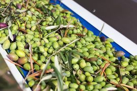 Olive appena raccolte