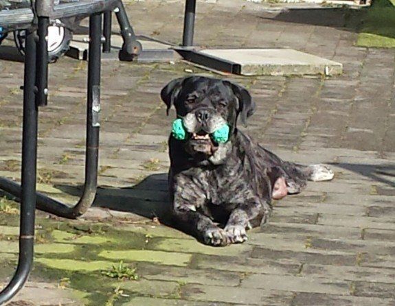 Cane Corso Chiaro e Tondo Sei la spiritualità
