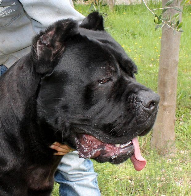 Max Steel Castrignano vader Onassis Cane Corso Max Steel Castrignano