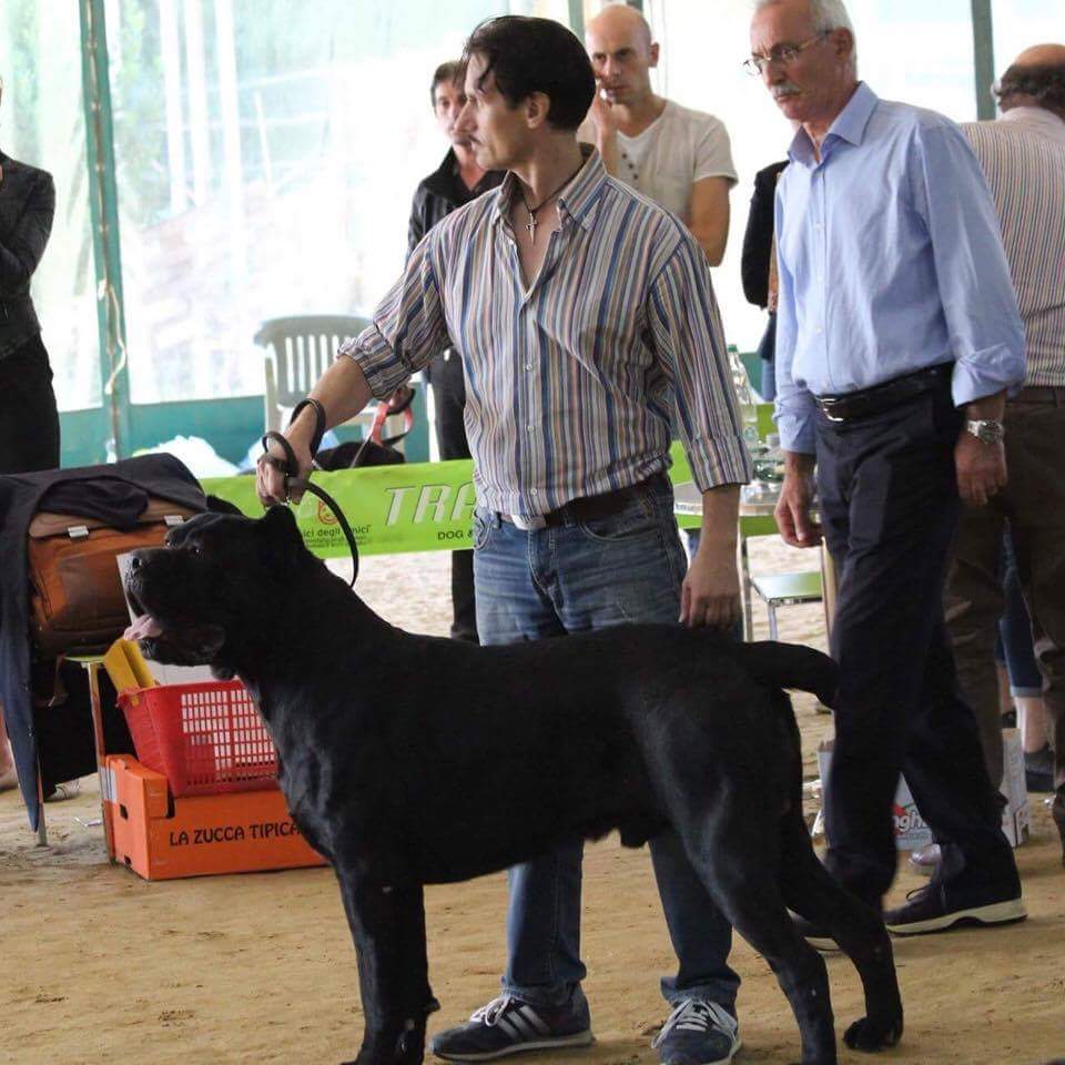 Max Steel Castrignano vader Onassis Max Steel Castrignano Cane Corso
