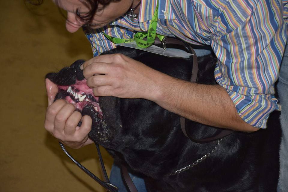 Max Steel Castrignano vader van Onassis. Max Steel Castrignano Cane Corso