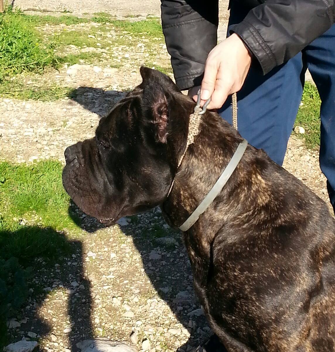 Gemma Castrignano moeder van Onassis Gemma Cane Corso Castrignano