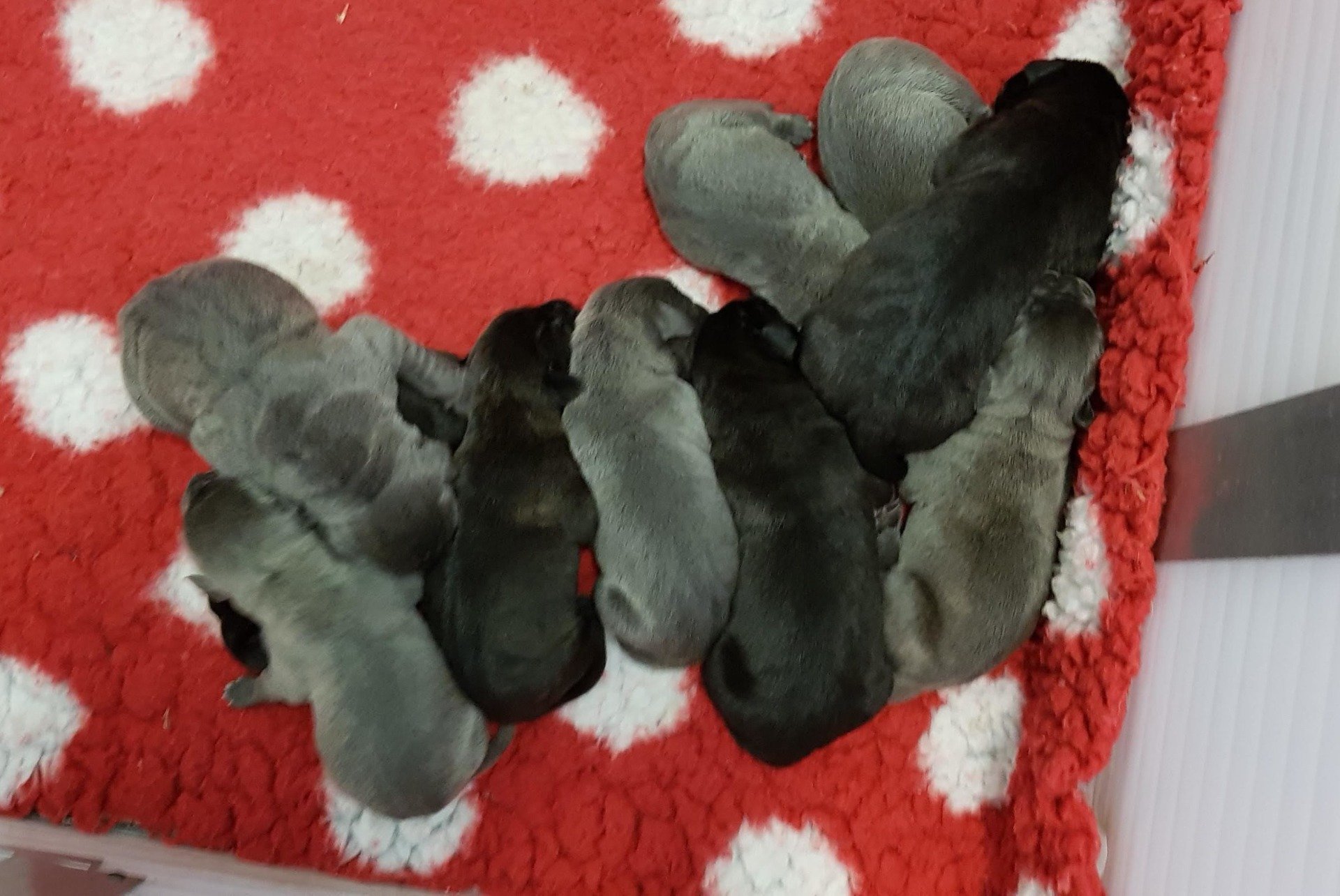 Cane Corso pups geboren