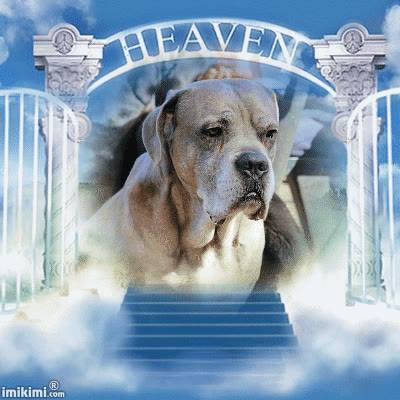 CAne Corso Sweet