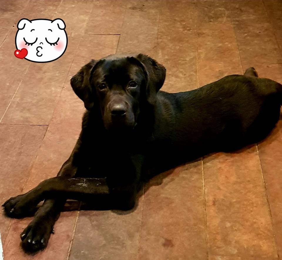 Cane Corso Unica Del Dyrium