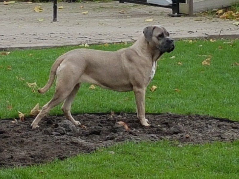 Cane Corso Luna