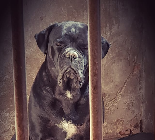 Chiaro e Tondo Flabébé - Muffin Cane Corso Chiaro e Tondo Flabébé