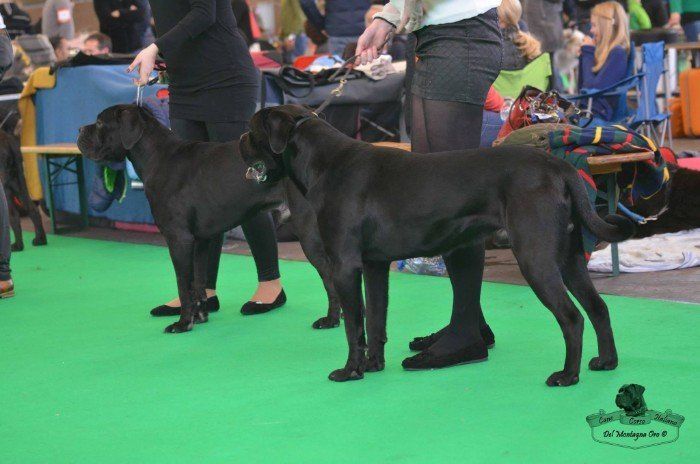 Atilla Cane Corso