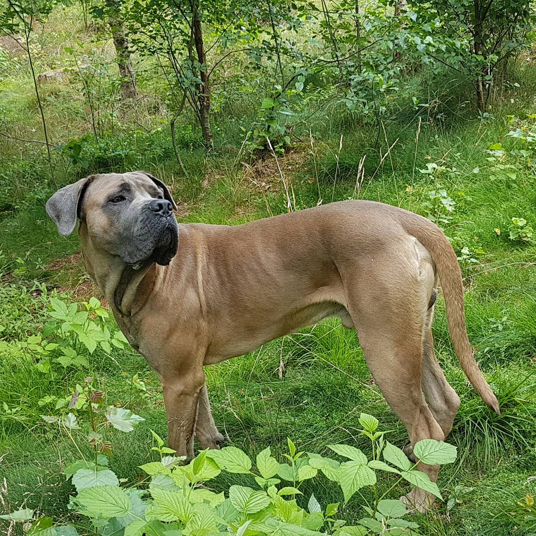 Cane Corso Chiaro e Tondo Fox on the Rox