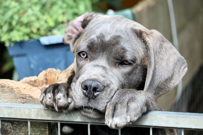 pups