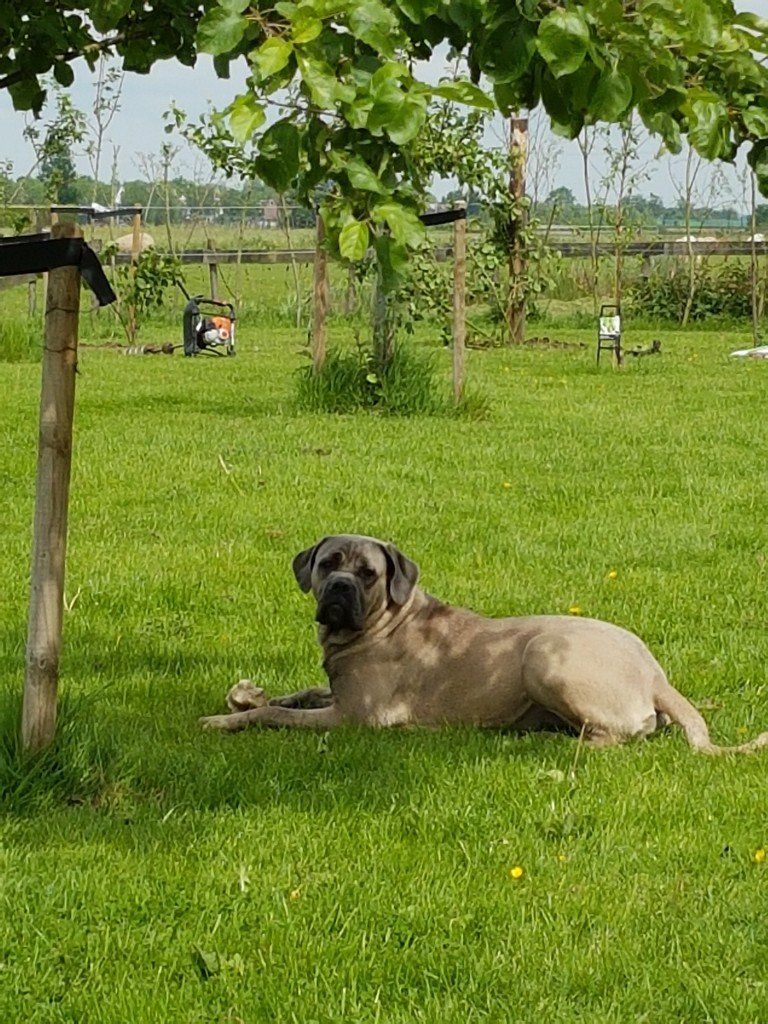 Cane Corso Luna