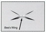 bees-wing-star-chip-windshield-break