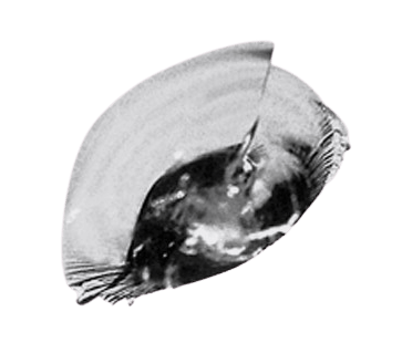 A black and white photo of a broken glass