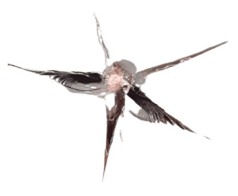A bird is flying through a broken glass on a white background.