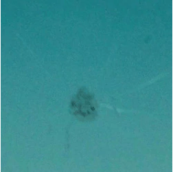 A jellyfish is swimming in the ocean with a blue sky in the background.