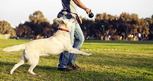 dog and owner playing outdoors