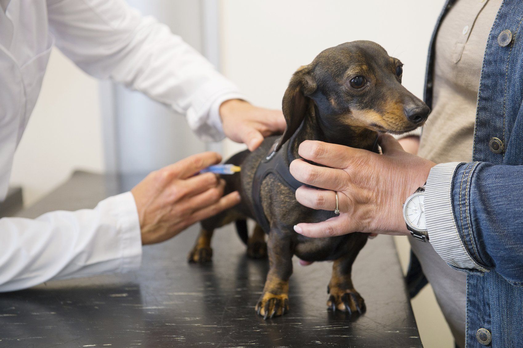Veterinarian vaccinating a dog