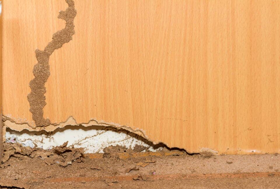 Damaged Wall — Port St. Lucie, FL — Goodfella's Pest Management Inc