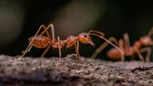 Red Ant — Port St. Lucie, FL — Goodfella's Pest Management Inc Red Ant — Port St. Lucie, FL — Goodfella's Pest Management Inc