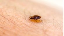 Bed Bug on The Skin — Port St. Lucie, FL — Goodfella's Pest Management Inc Bed Bug on The Skin — Port St. Lucie, FL — Goodfella's Pest Management Inc