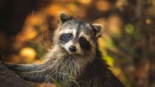 Racoon — Port St. Lucie, FL — Goodfella's Pest Management Inc Racoon — Port St. Lucie, FL — Goodfella's Pest Management Inc