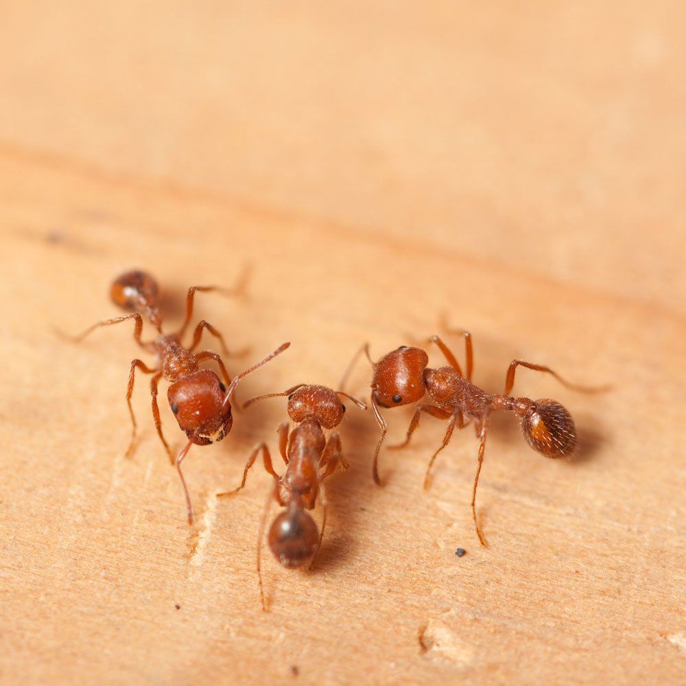 Fire Ants — Port St. Lucie, FL — Goodfella's Pest Management Inc Fire Ants — Port St. Lucie, FL — Goodfella's Pest Management Inc