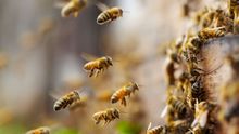 Bees — Port St. Lucie, FL — Goodfella's Pest Management Inc Bees — Port St. Lucie, FL — Goodfella's Pest Management Inc
