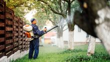 Spraying on The Trees — Port St. Lucie, FL — Goodfella's Pest Management Inc Spraying on The Trees — Port St. Lucie, FL — Goodfella's Pest Management Inc