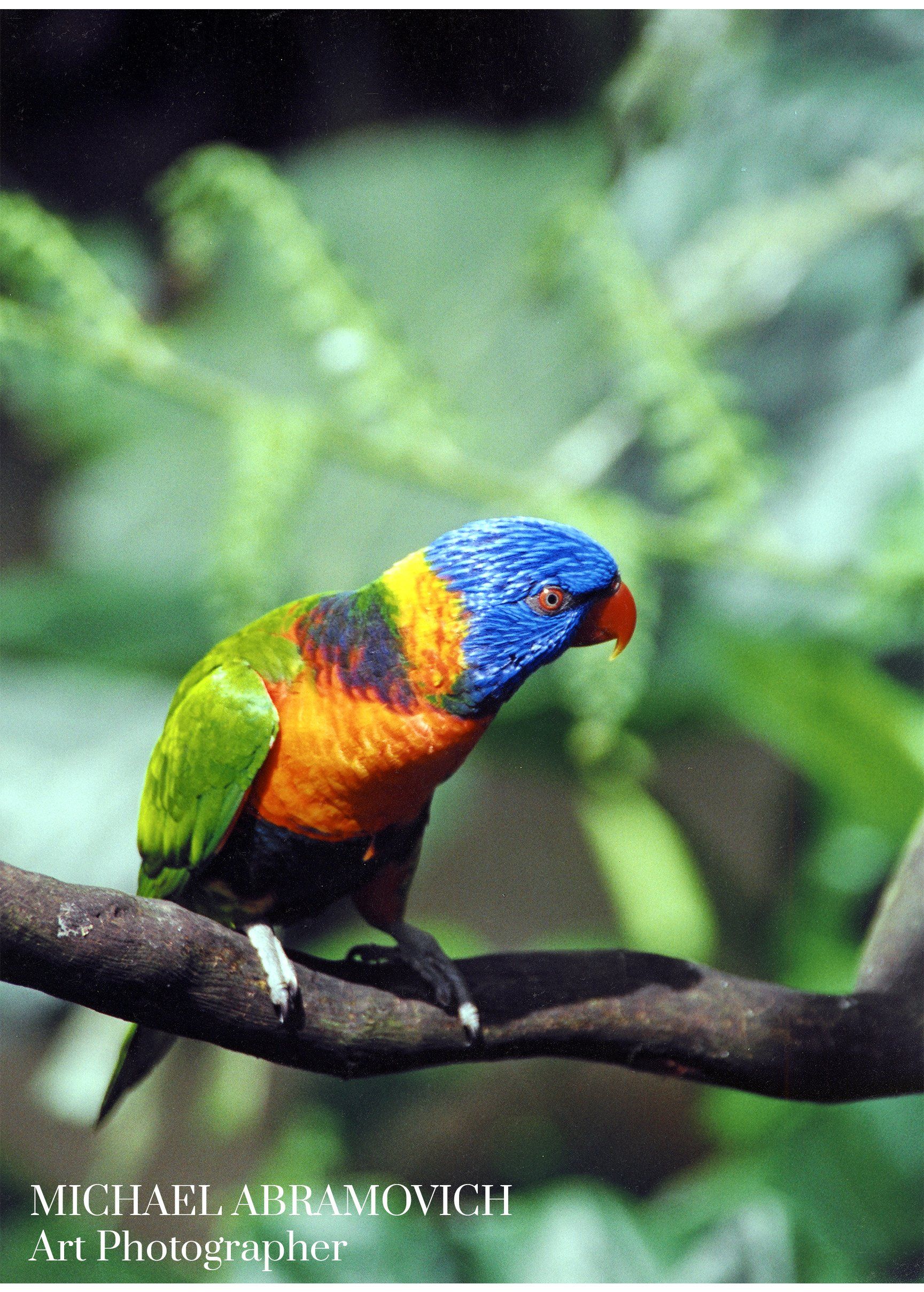 Australia portrait