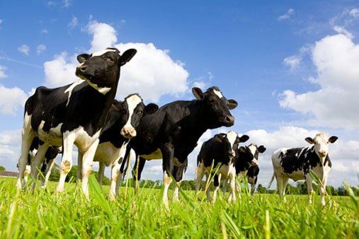 Cows - Animal Clinic in Edgerton, OH Cows - Animal Clinic in Edgerton, OH