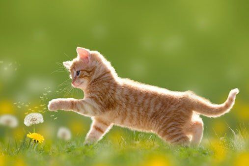 Cat - Animal Clinic in Edgerton, OH Cat - Animal Clinic in Edgerton, OH