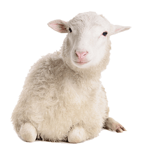 Sheep - Animal Clinic in Edgerton, OH Sheep - Animal Clinic in Edgerton, OH